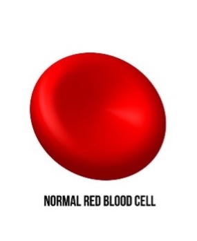 A Normal Red Blood Cell